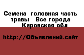 Семена (головная часть))) травы - Все города  »    . Кировская обл.